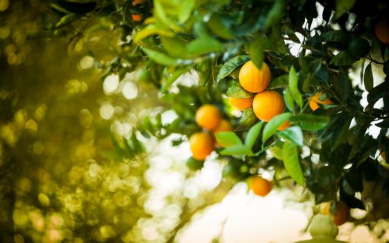 Hva er Vitamin C? Hva er Vitamin C?