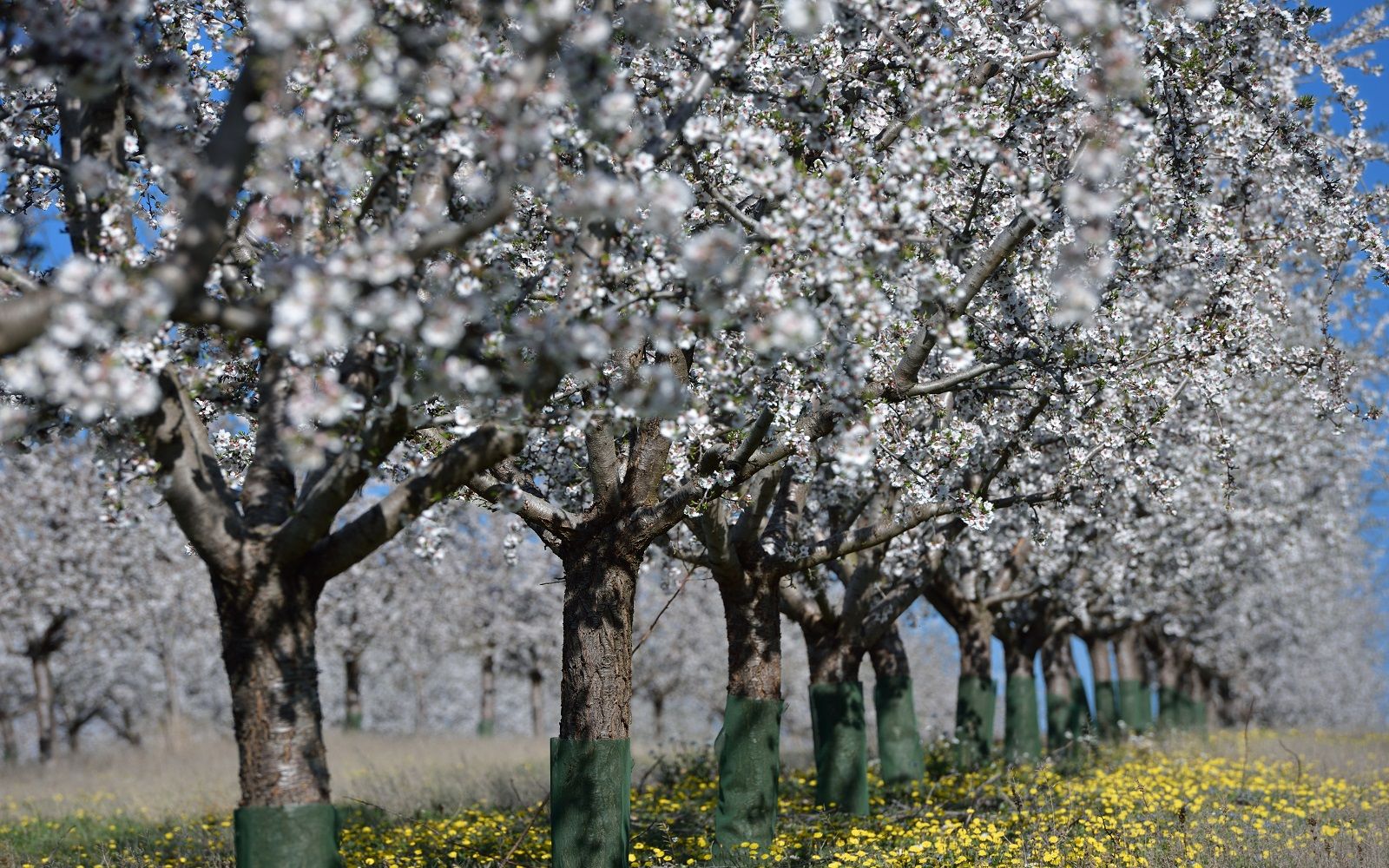 En rekke med mandeltrær i full blomst