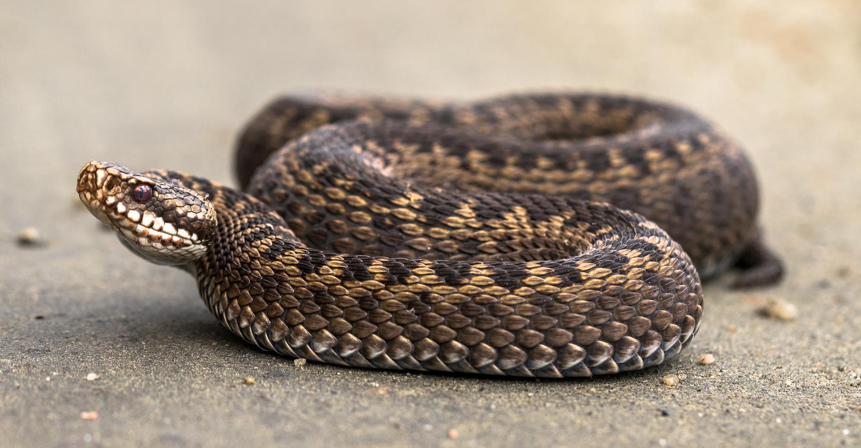 En huggorm ligger sammenrullet på bakken, klar til å forsvare seg.