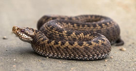 Huggormbitt Huggormbitt