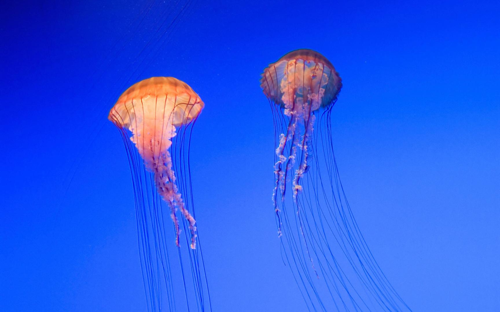 Bilde av 2 brennmaneter med lange tentakler i blått hav.