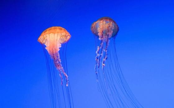 Brennmanet Brennmanet