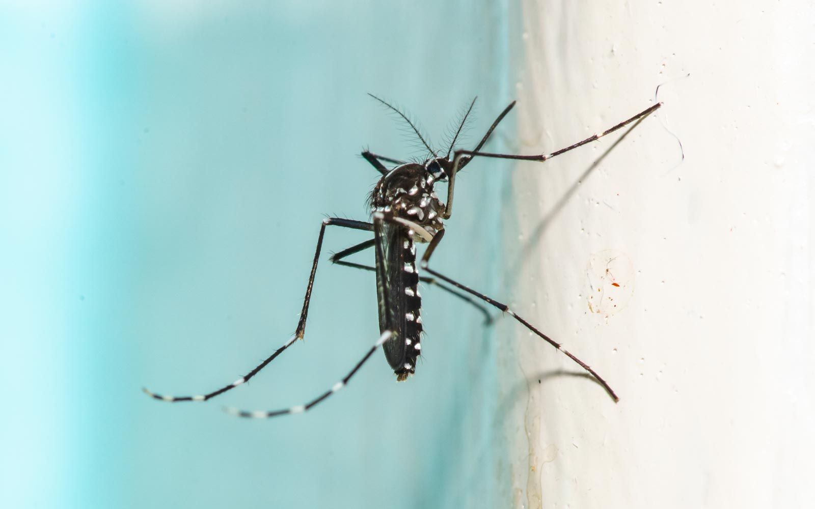 Nærbilde av en mygg av arten Aedes egypti ved et svømmebasseng. Aedes egypti sprer smitte med denguevirus, som forårsaker denguefeber, mellom mennesker.