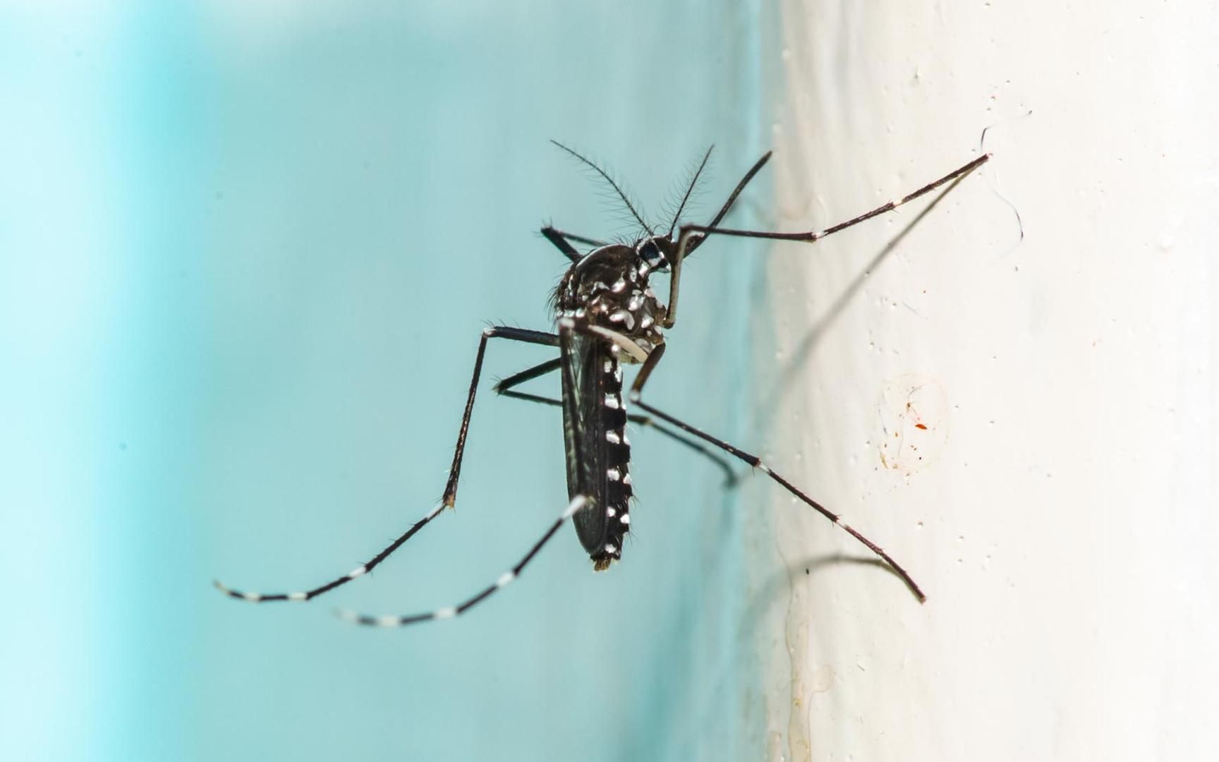 Nærbilde av en mygg av arten Aedes egypti ved et svømmebasseng. Aedes egypti sprer smitte med denguevirus, som forårsaker denguefeber, mellom mennesker.