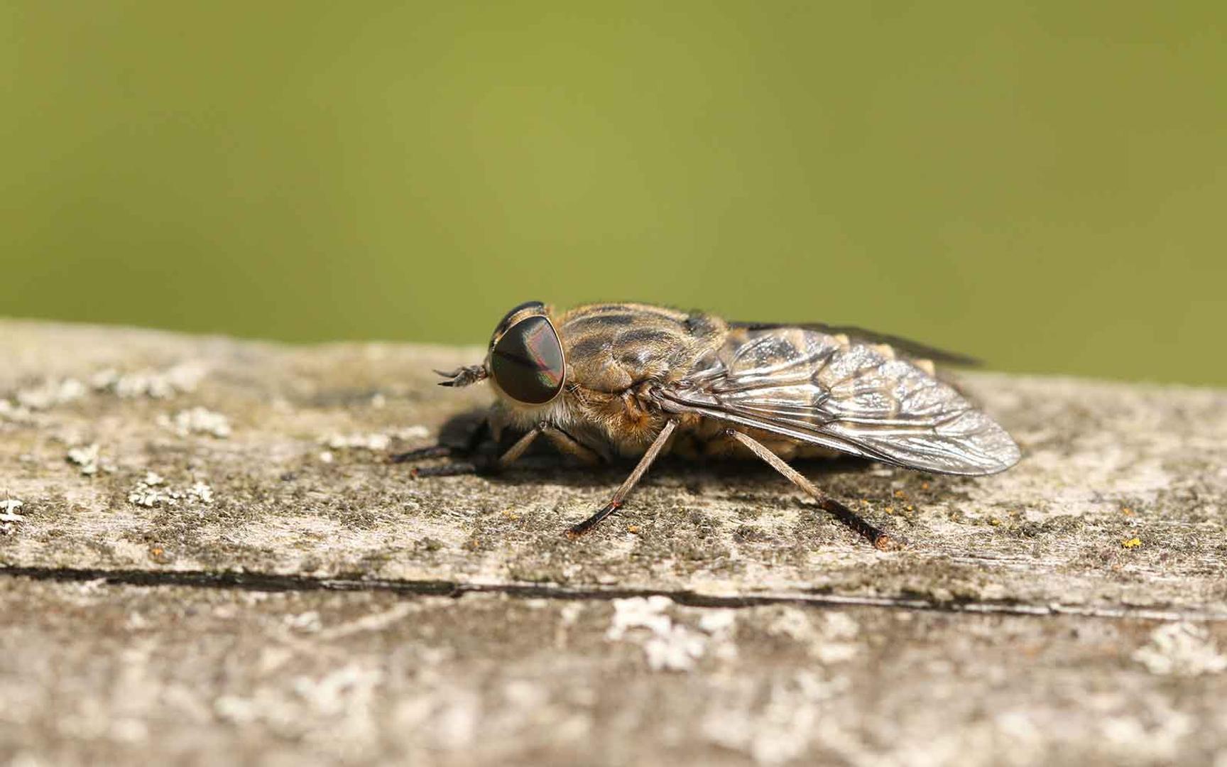 Nærbilde av en klegg som står på en stein og grønn bakgrunn