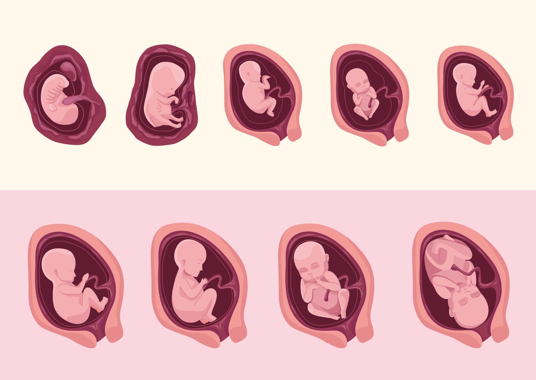 Illustrasjon fosters utvikling