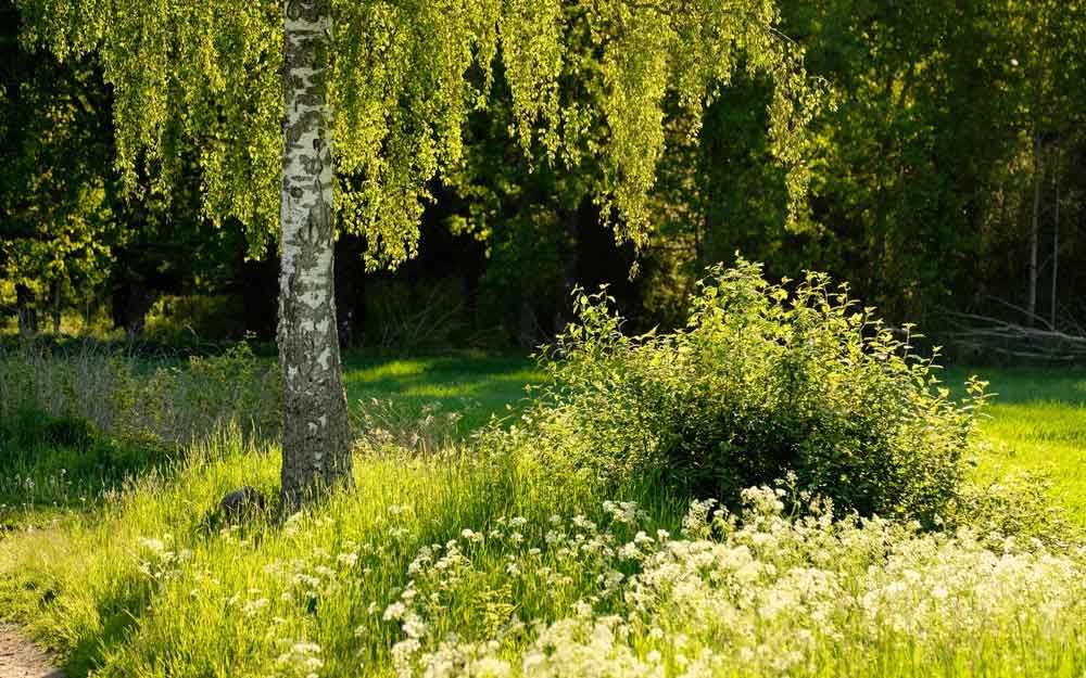 Et stort bjørketre med gule rakler står på en blomstereng