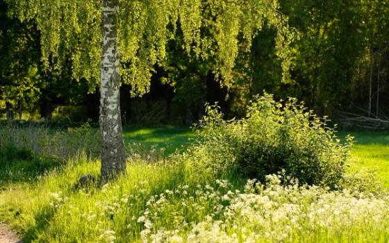 Bjørkepollen Bjørkepollen