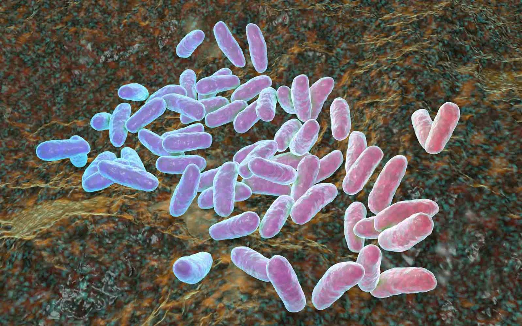 Illustrasjon av bakterien Haemophilus influenzae som kan forårsake infeksjon i luftveiene og hjernehinnebetennelse.