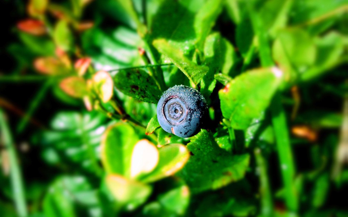 Bilde av blåbærlyng med blåbær. 