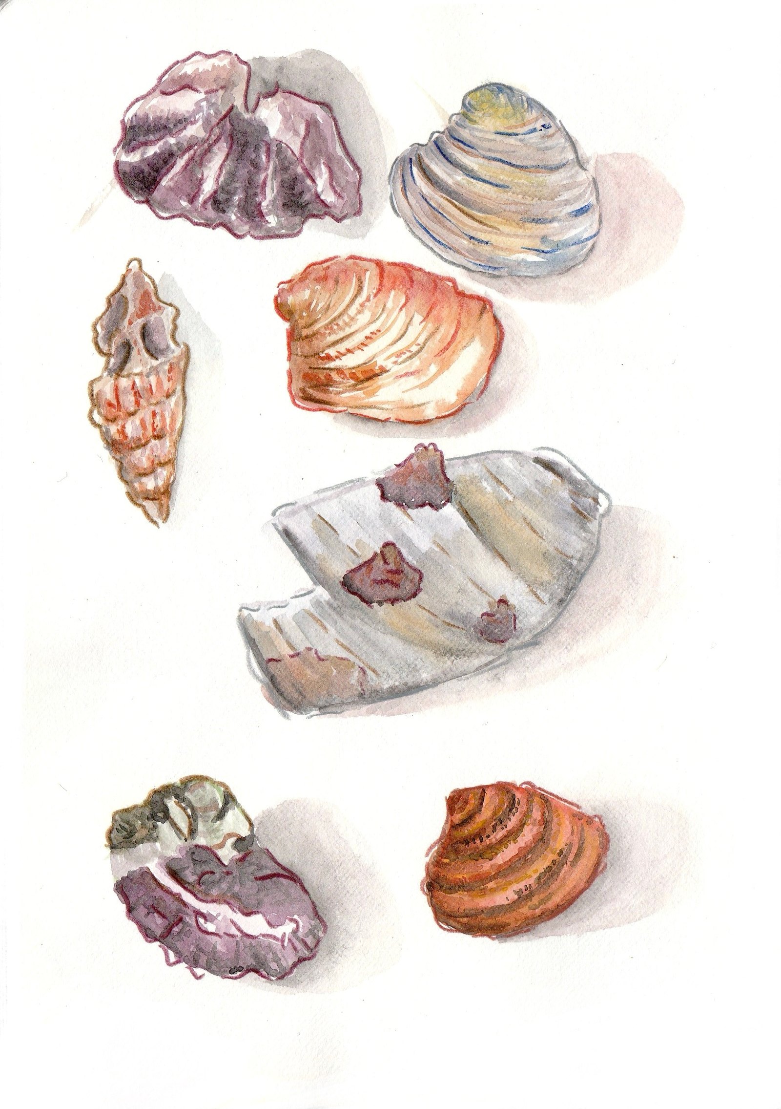 shells