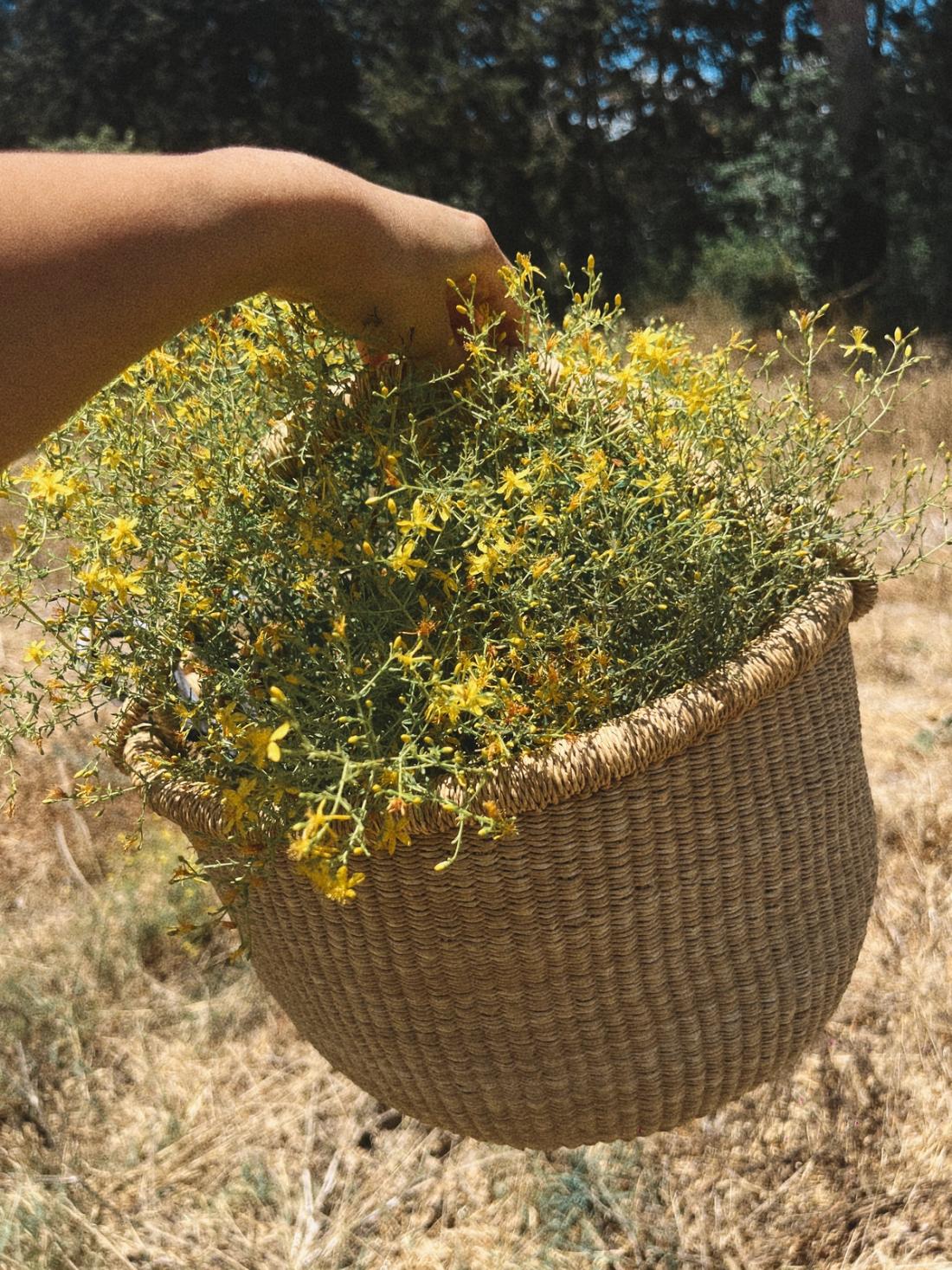 היפריקום פרע מסולסל בתוך סל קש