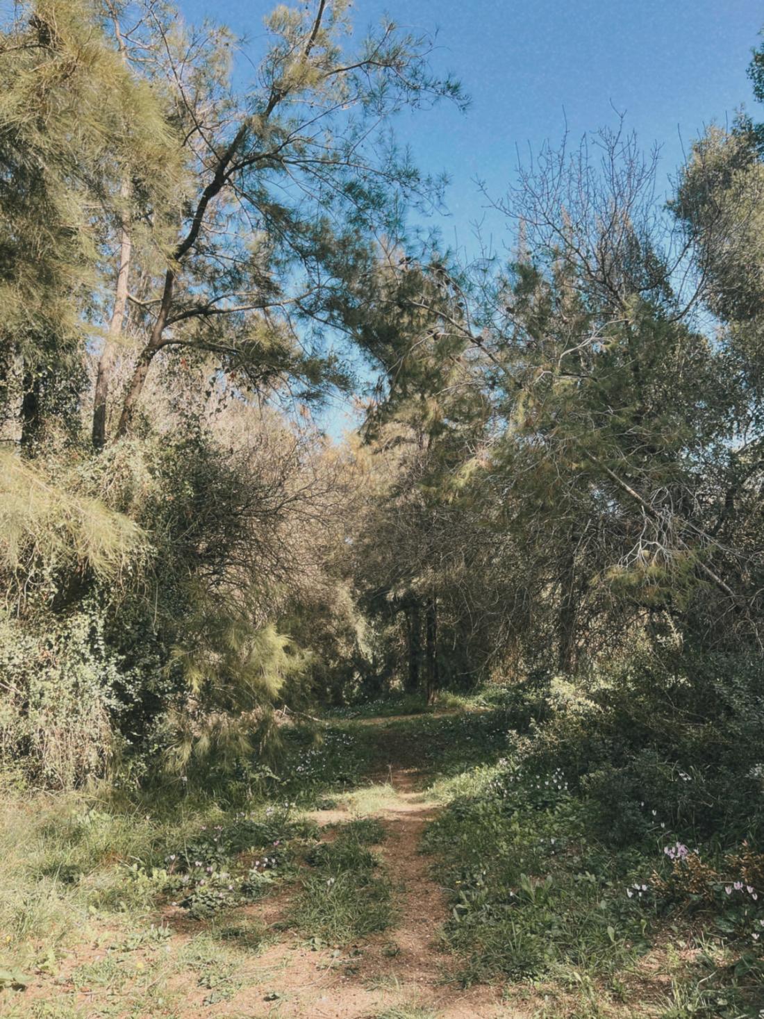 חורש עצים