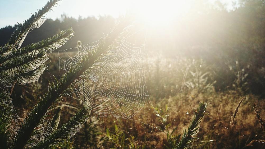 Photo of a spider web in the sun.