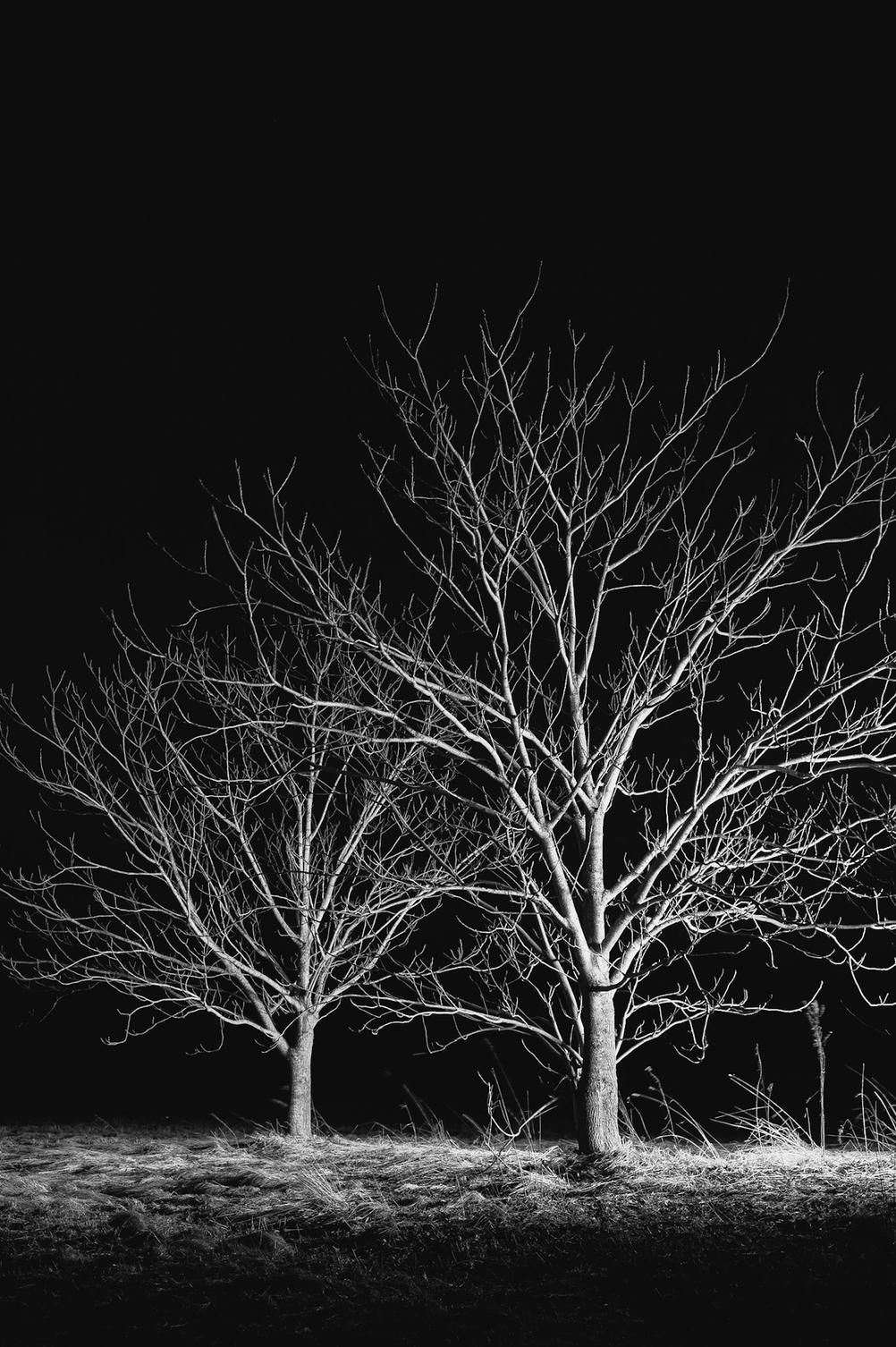 Photo of two trees in the night.