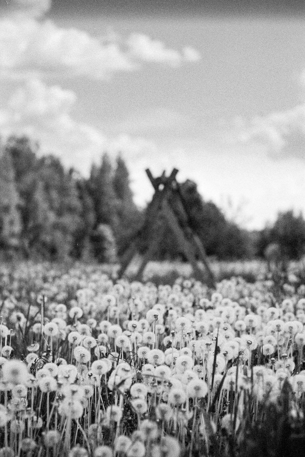 Black and white photo of dying dandelions.