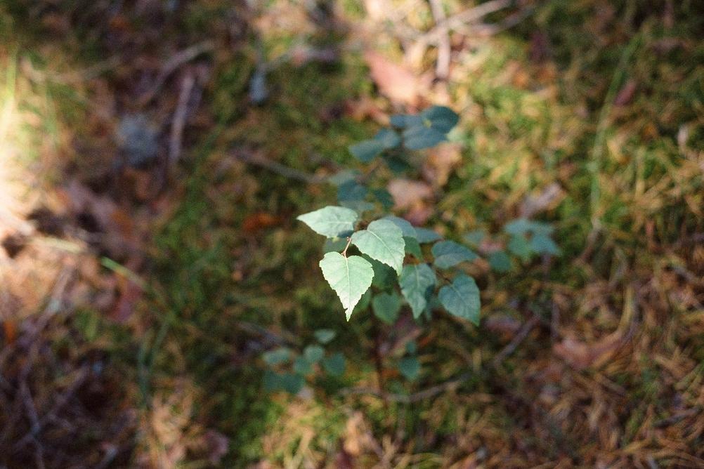 Some small leafs in forest.