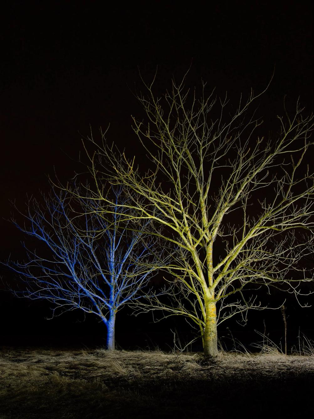 Photo of two trees in the night. One blue and the other yellow.
