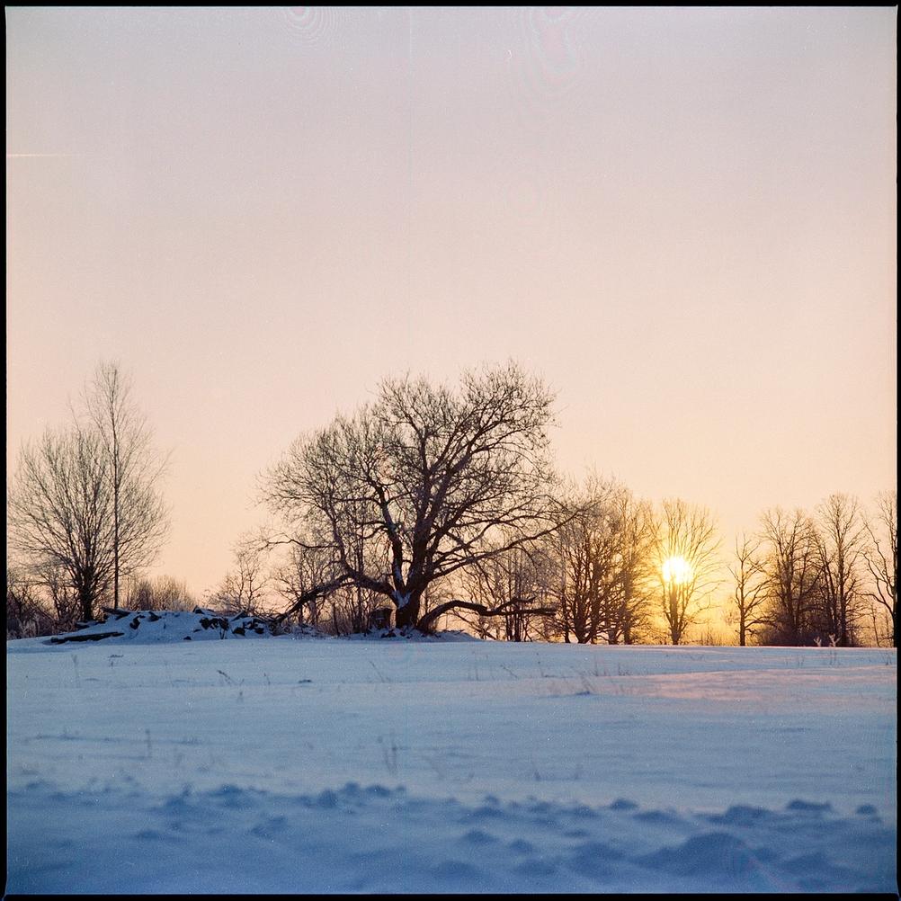 Photo of trees in front of sunrise.