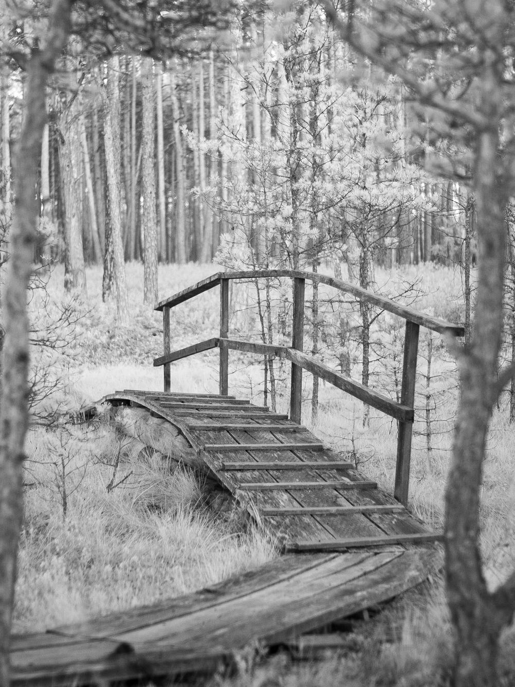 Photo of a small bridge on a nature trail.