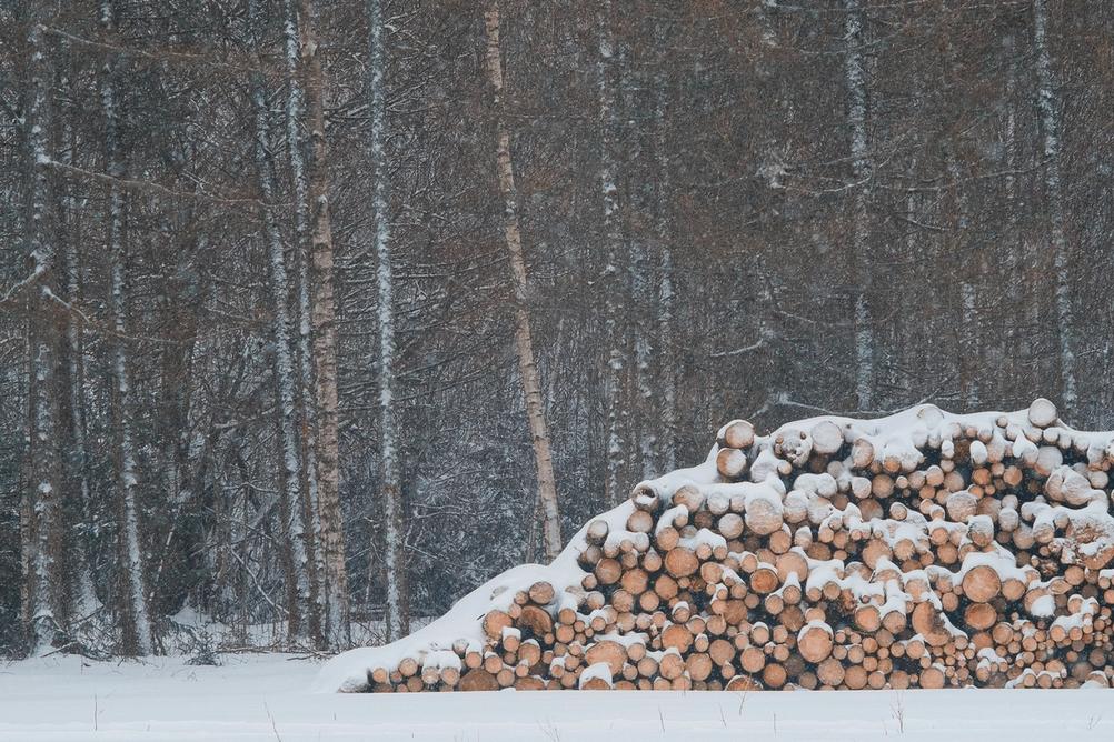 Photo of cut down trees in the snow.