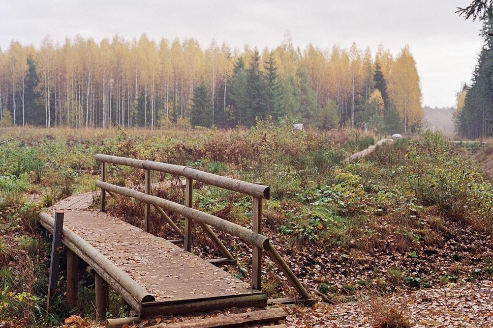 Woodland scene during autumn.