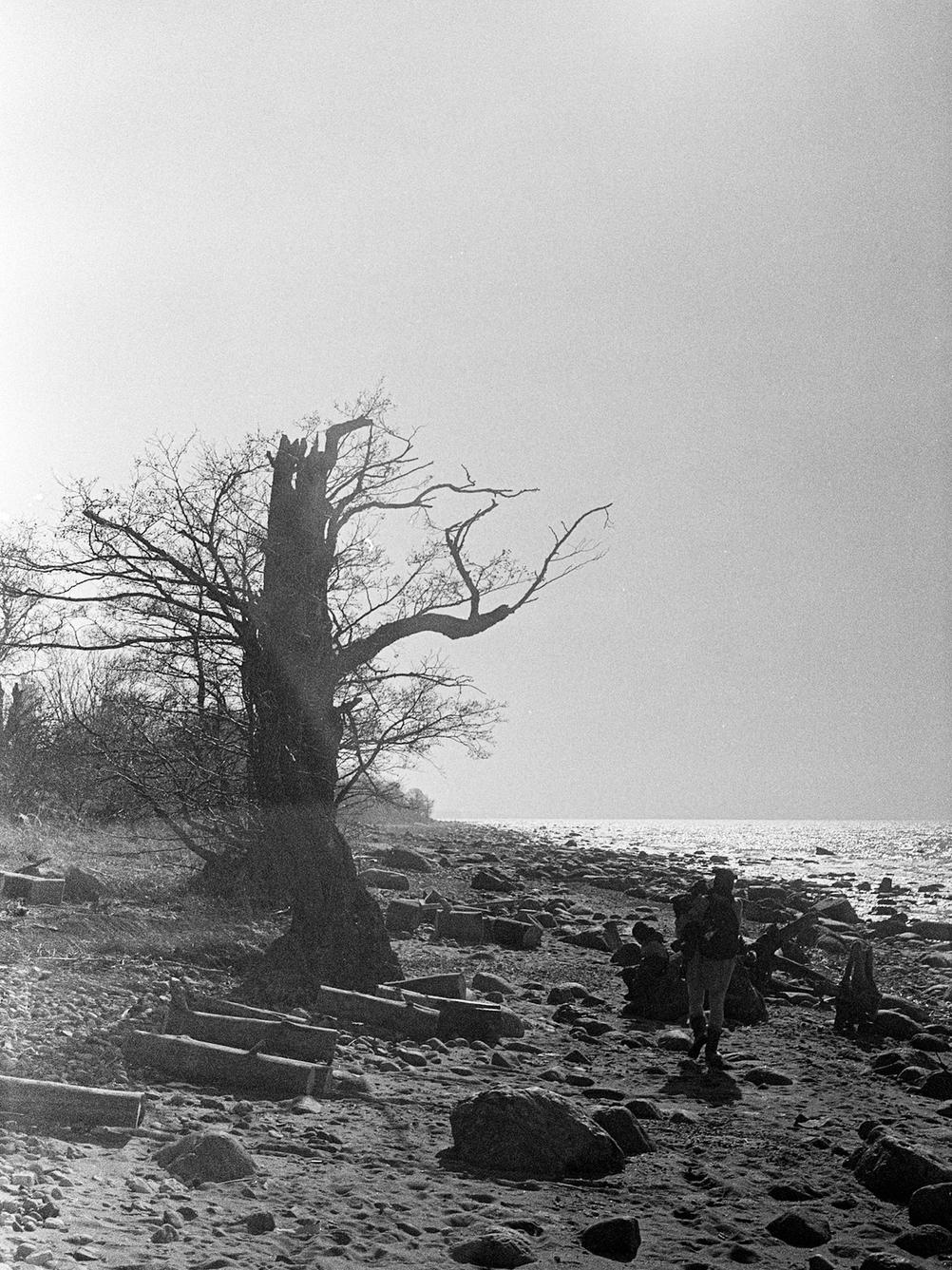 Photo of a dark tree on the beach.