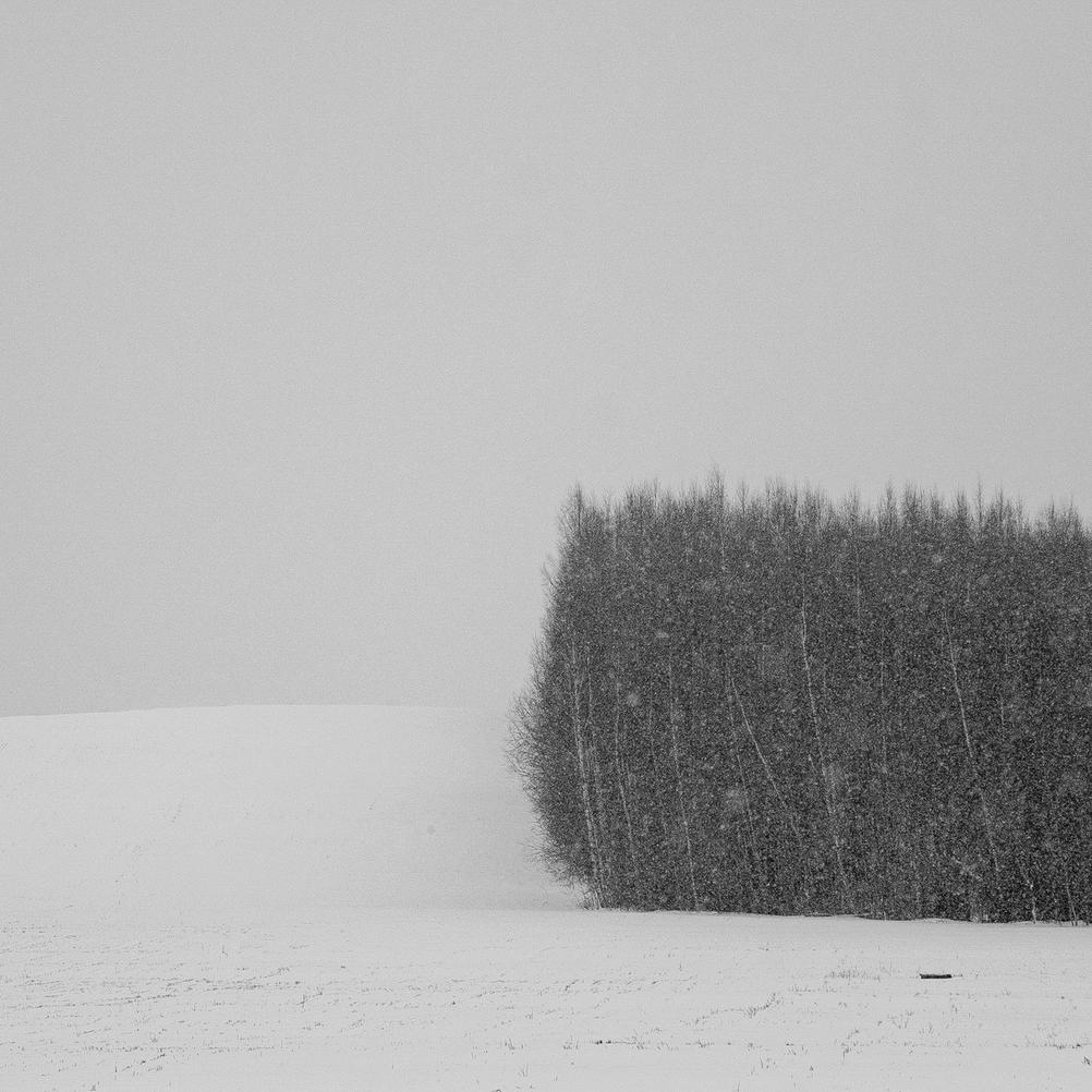 Photo of trees in the snow.