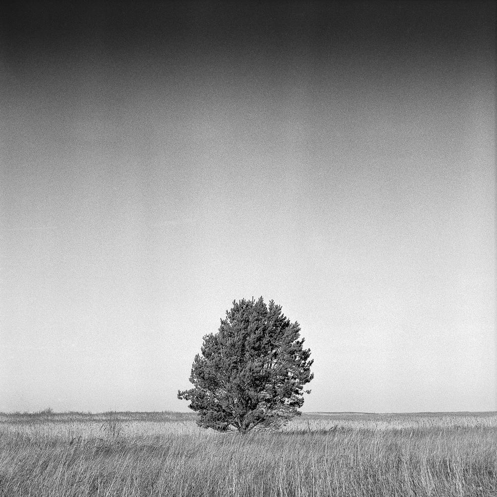 Black and white photo of a lonely tree.