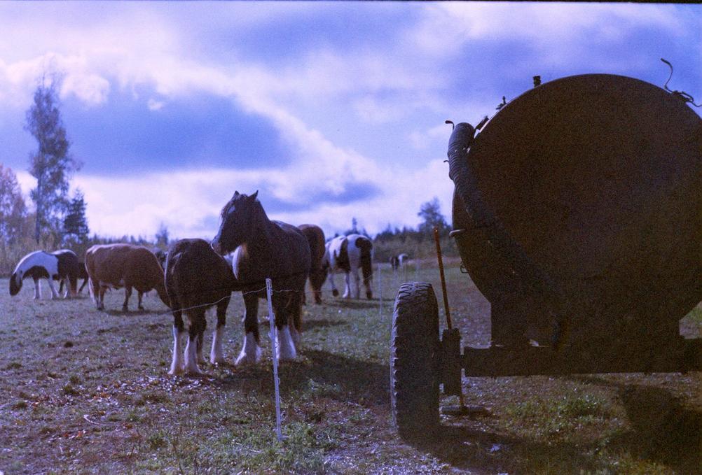 Photo of far animals on expired film.