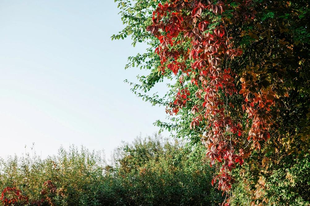 Photo of autimny leaves.