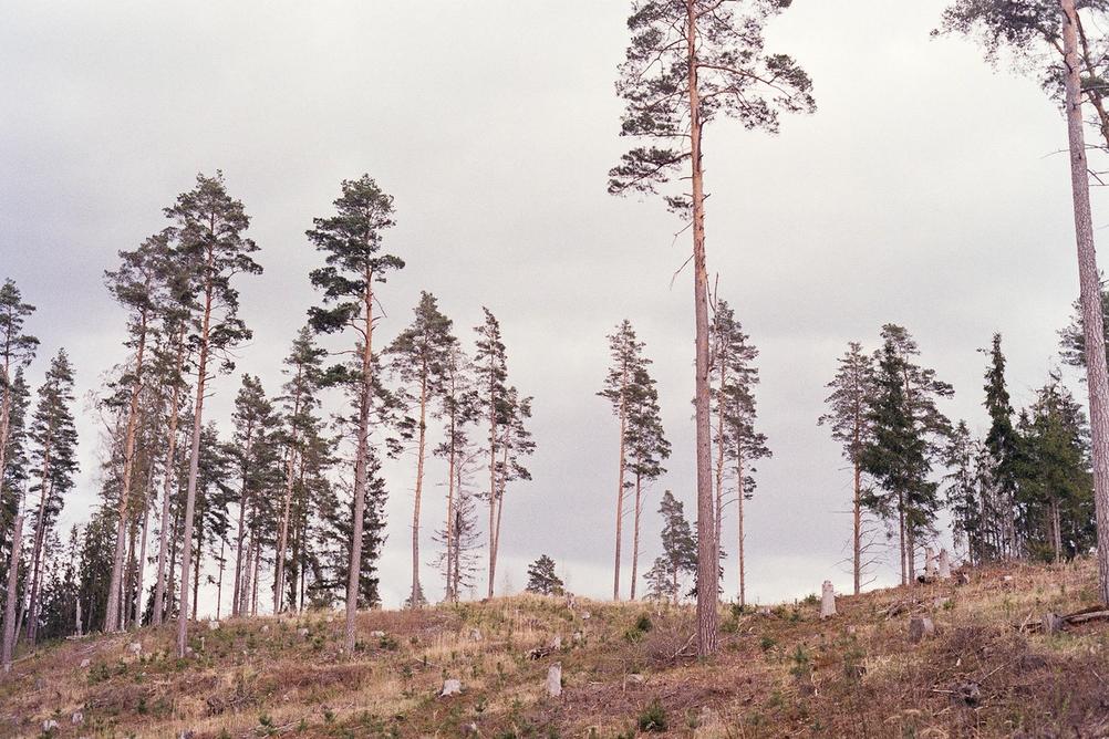 Photo of tall trees remaining in an otherwise cut down forest.