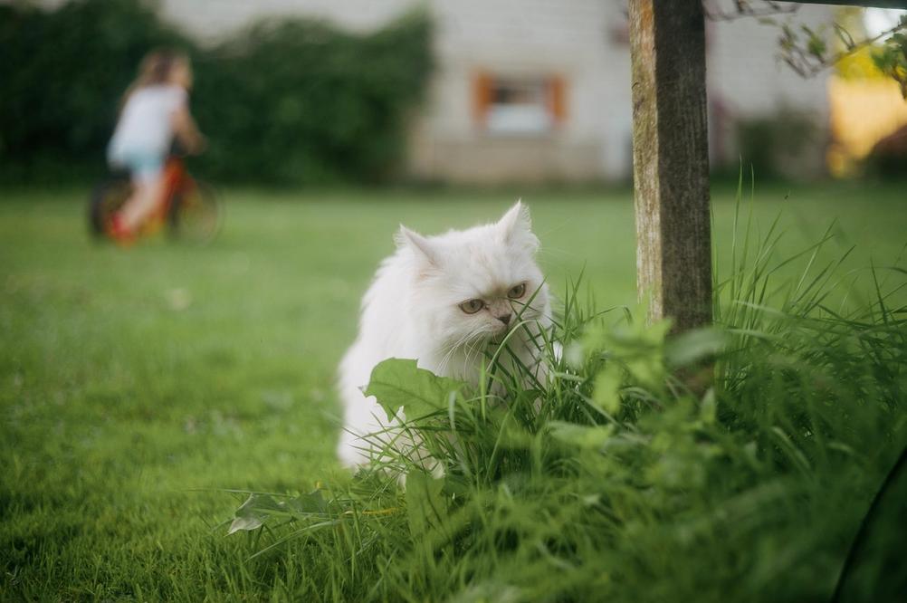 Photo of a cat sniffing grass.