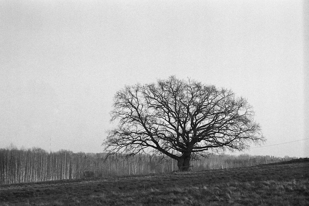 Photo of a large tree in a field.