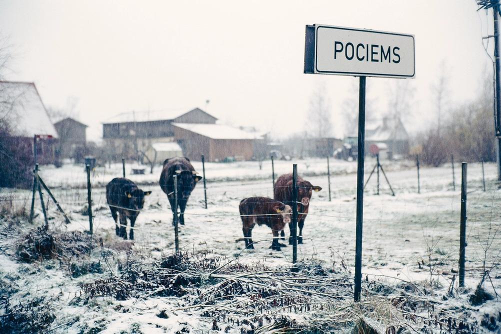 A street sign and cows.