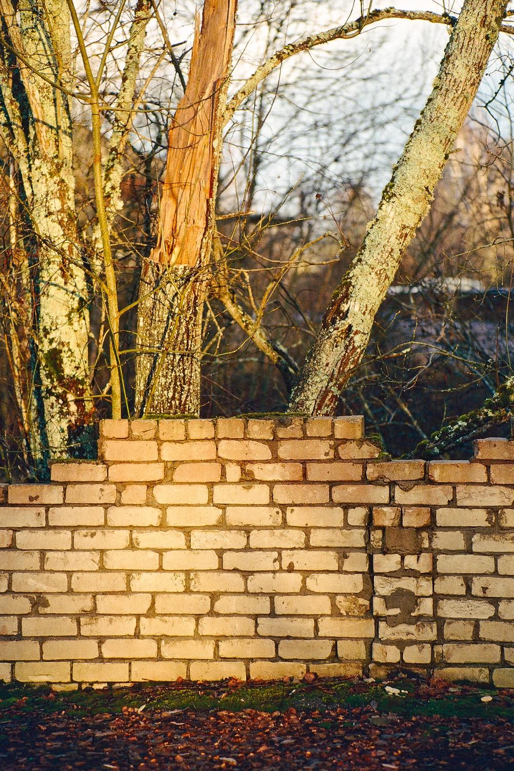 Sun shining on a brick wall.