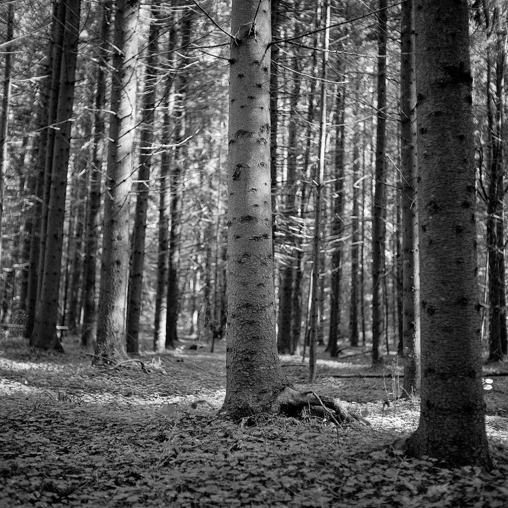 Photo of a tree in a forest.