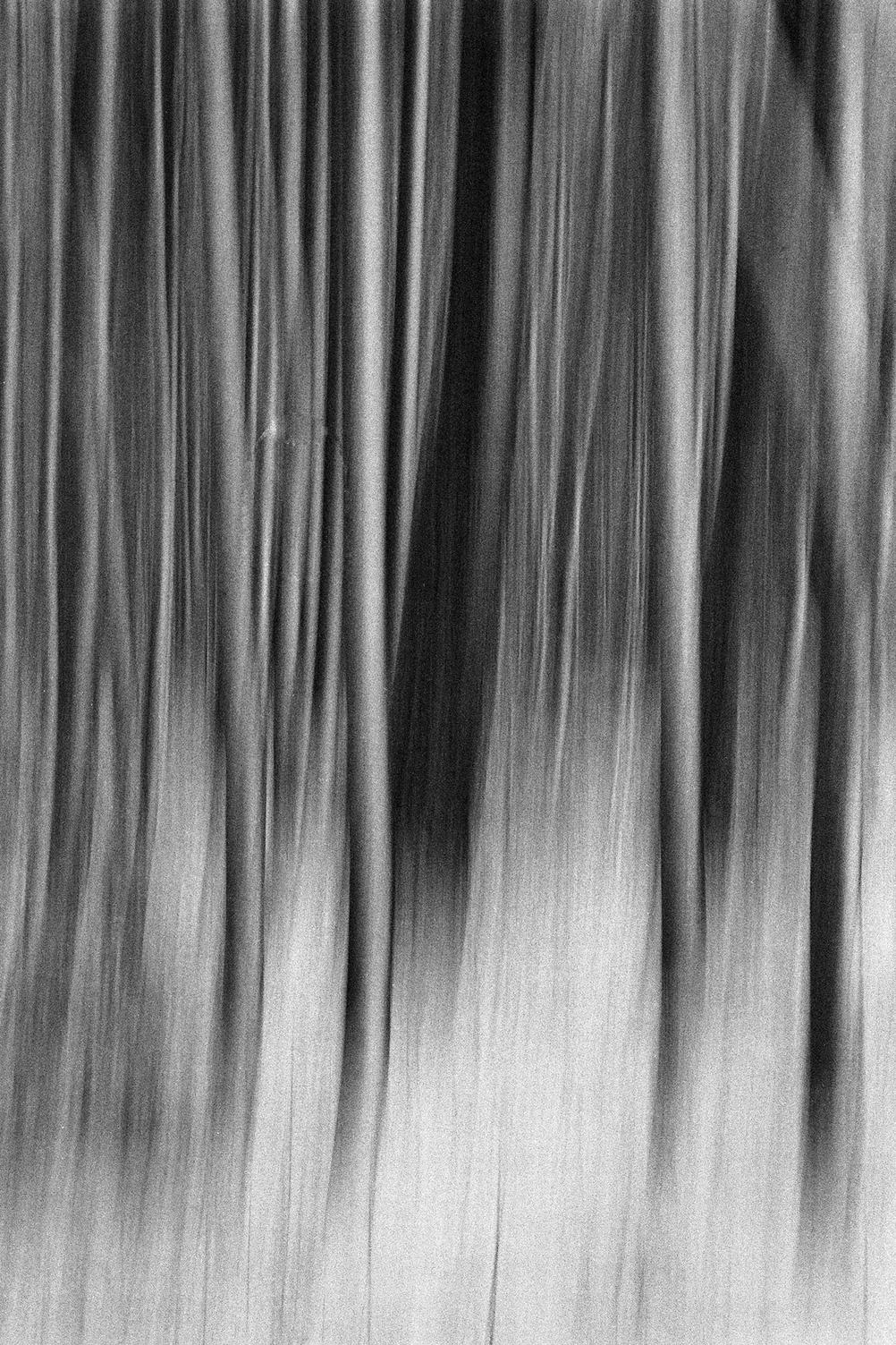 Motion photo of trees.