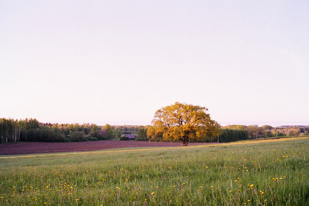Photo of a tree in a field.