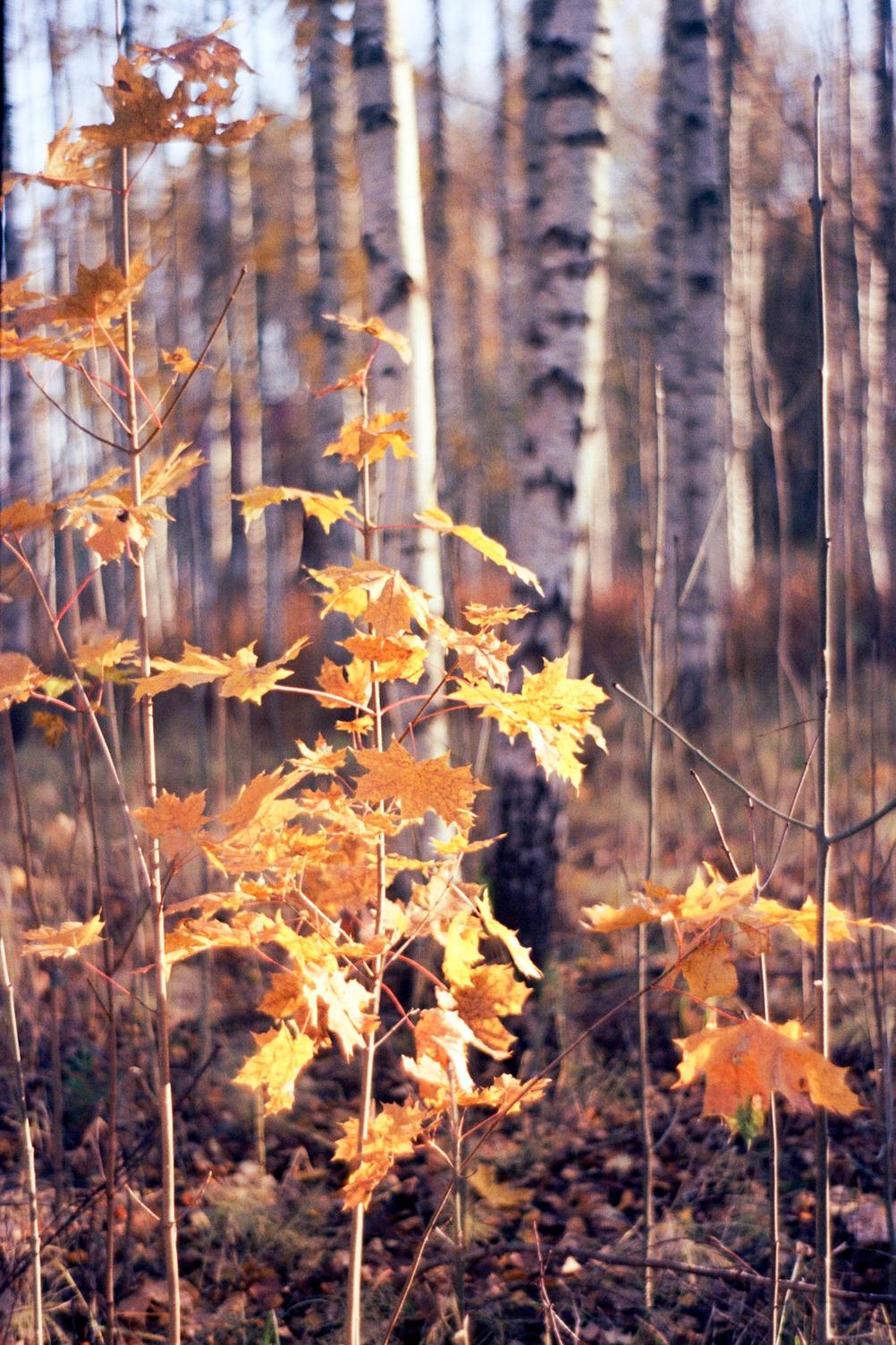 Photo of a small tree with leaves in autumn colors.