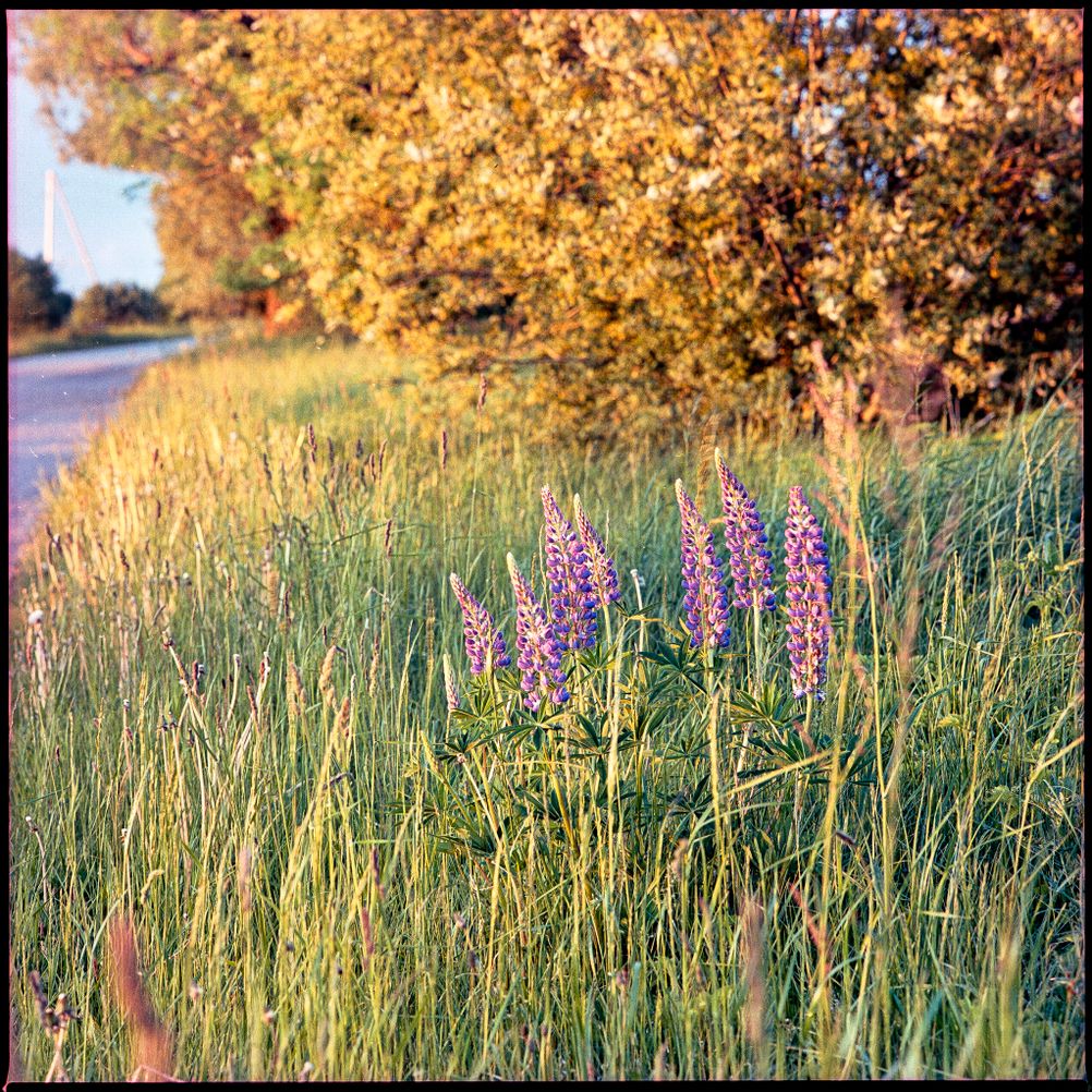 Photo of bright purple flowers in otherwise green surroundings.