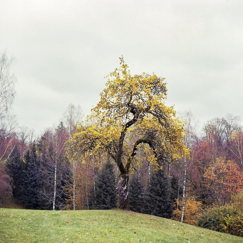 Picture of a tree taken with Mamiya C220.