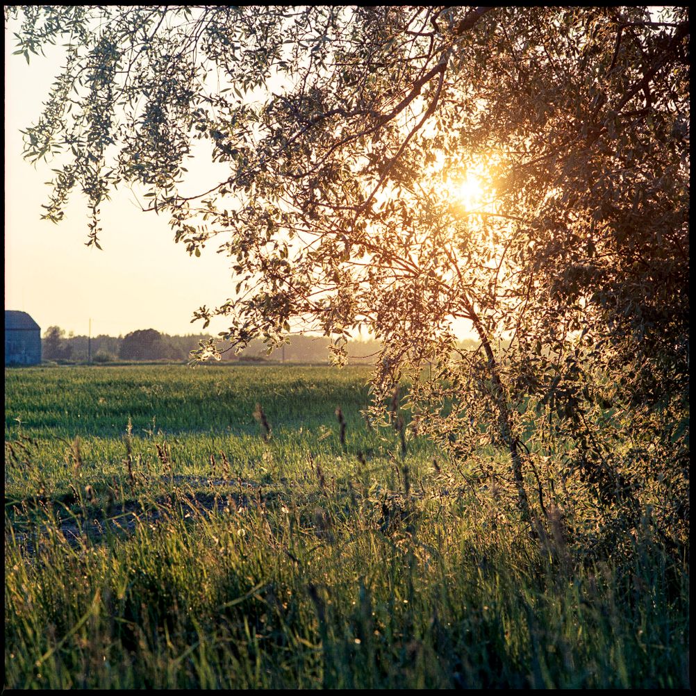 Photo of sun shining through tree branches.