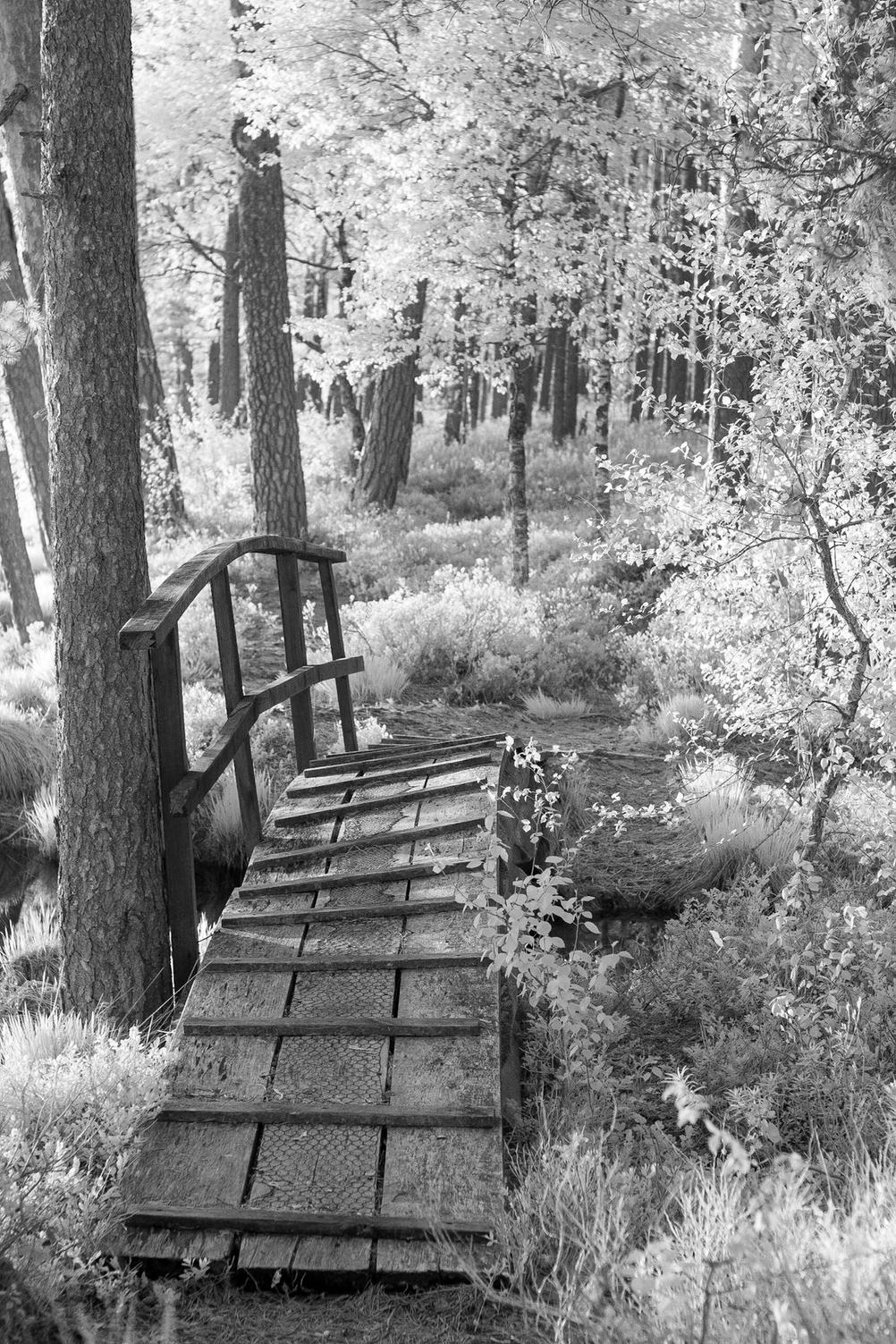 Photo of a small bridge in a white forest.