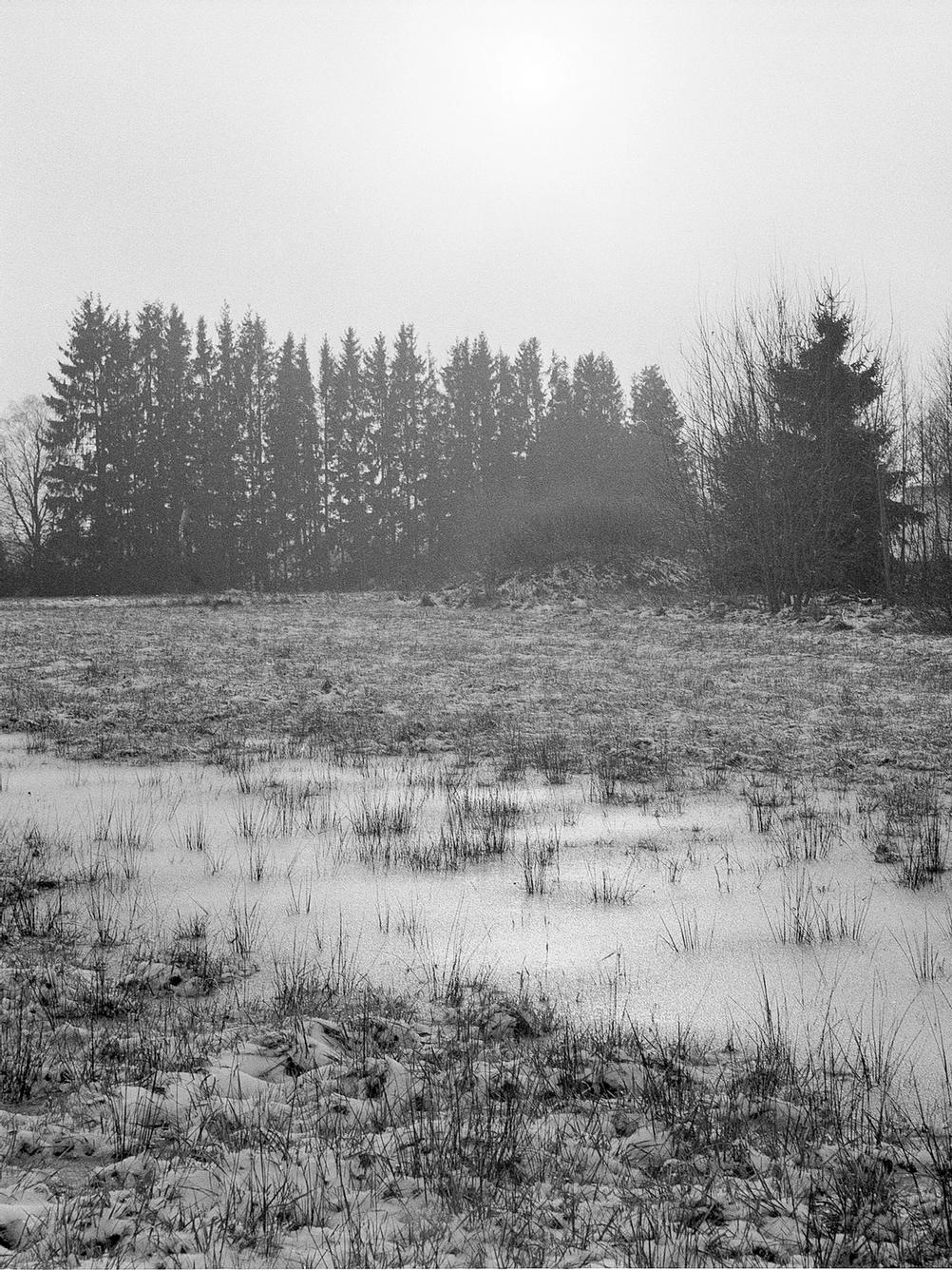 Photo of a field and some trees in sunlight.