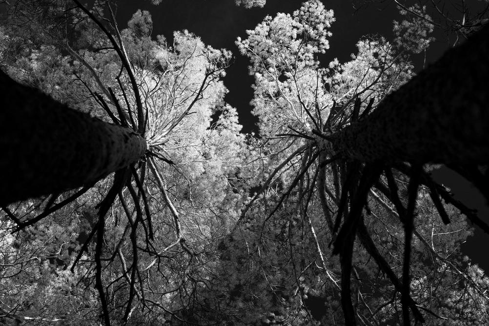 Photo looking up two large trees.
