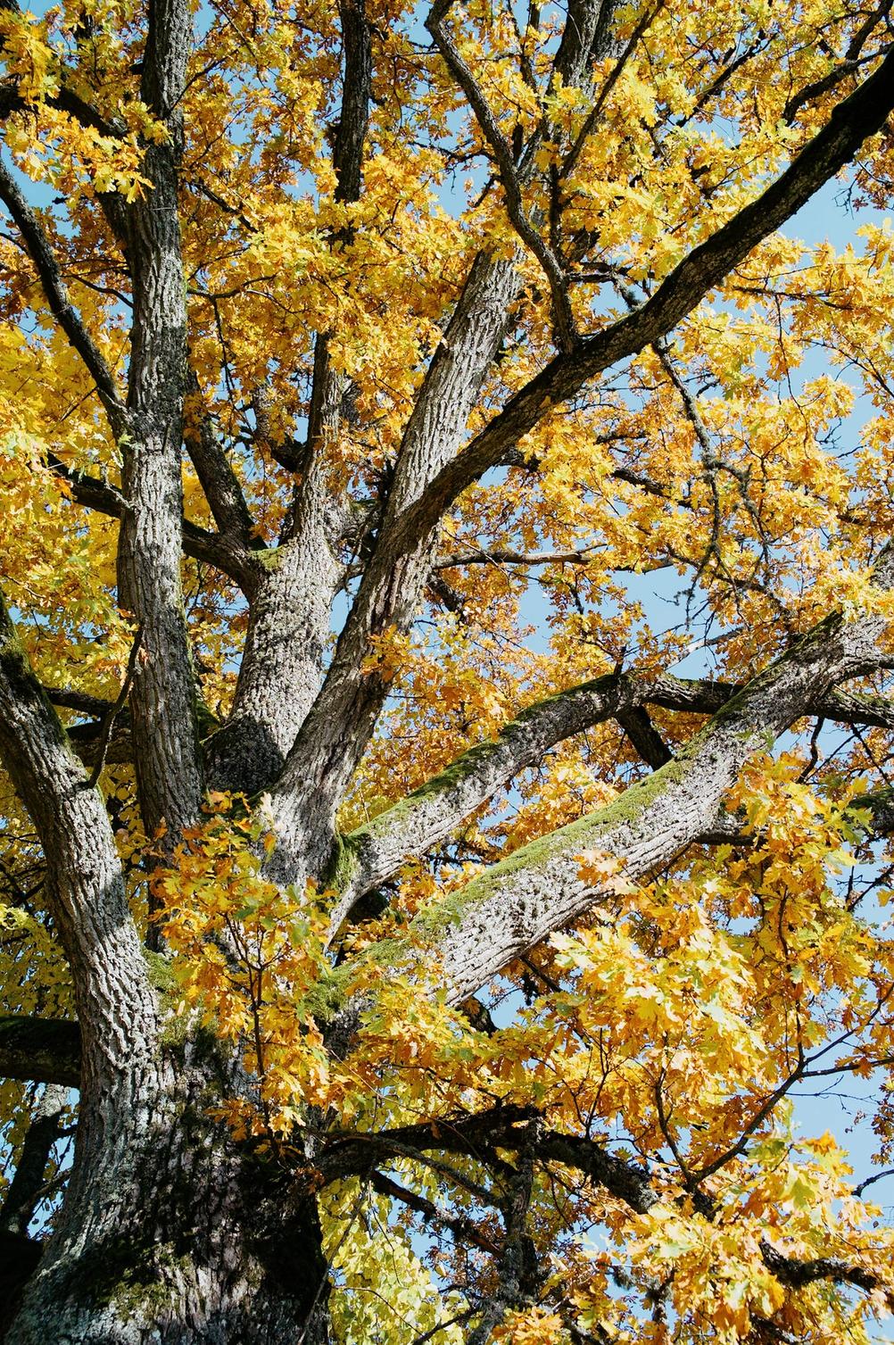 Closeup photo of an autumn tree.