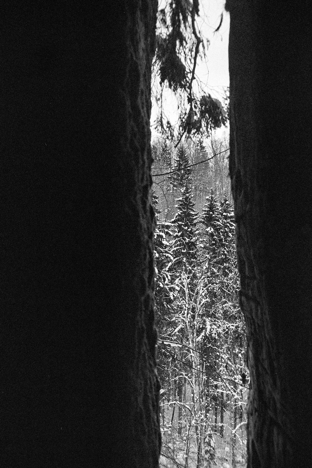 Photo of trees as shot through a cave.