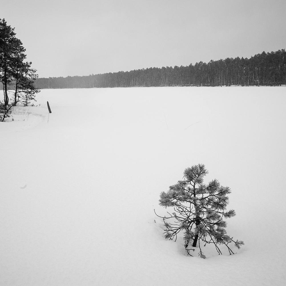 Photo of a small tree in the snow.
