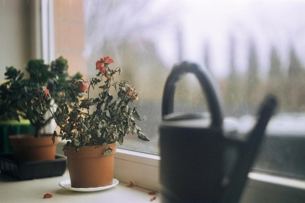 Photo of a dying plant.